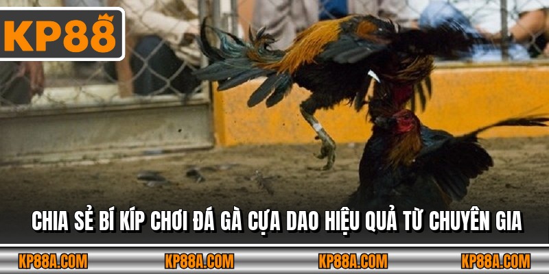 Chia sẻ bí kíp chơi đá gà cựa dao hiệu quả từ chuyên gia