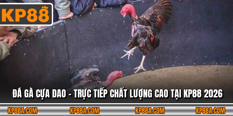 Đá Gà Cựa Dao - Trực Tiếp Chất Lượng Cao Tại KP88 2026