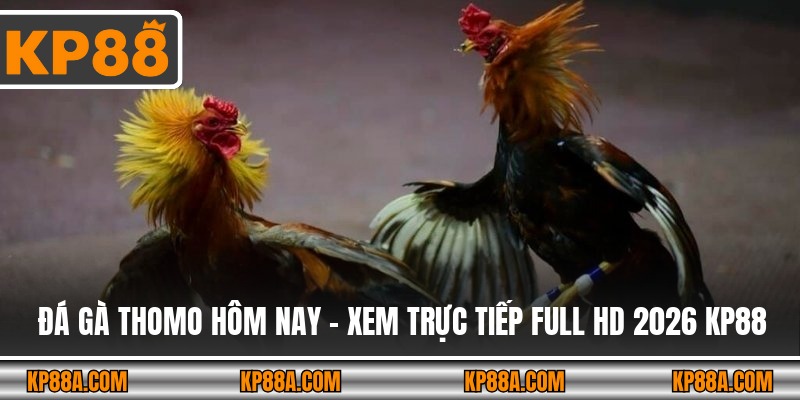 Đá Gà Thomo Hôm Nay - Xem Trực Tiếp Full HD 2026 KP88