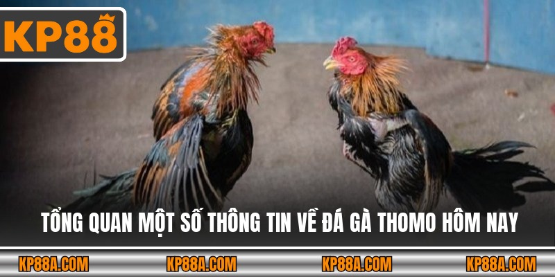 Tổng quan một số thông tin về đá gà thomo hôm nay